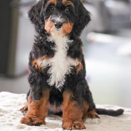 Skipper (socialization graduate) - Tri-color female Bernedoodle puppy in Dundee, Ohio from Down Home Doodle