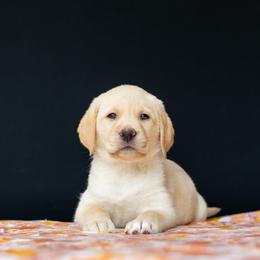 Bagel - Yellow Labrador Retriever puppy in Pittsburgh, Pennsylvania from Sun Ridge Labradors