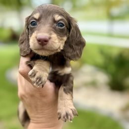 Kiwi-3500 - Chocolate and cream male Dachshund puppy in Winter Haven, Florida from Dreamwork Dachshunds