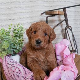 Lily-pink - Apricot female Goldendoodle puppy in Hagerstown, Maryland from Maryland Doodles