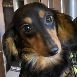 Galaxy - Dachshund