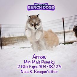 Arrow - Wolf sable male Pomsky puppy in Humeston, Iowa from M.A.R. Dogs