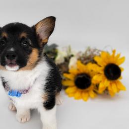 German Shepherd and Pembroke Welsh Corgi Puppies from J&R Shepherds & Corgis