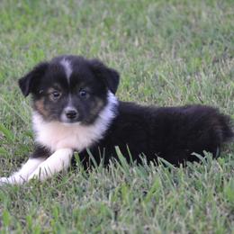DiamondR Ember - Black tri female Miniature Australian Shepherd puppy in Gravette, Arkansas from DiamondR Mini Aussies @ DiamondR Farm & Kennel