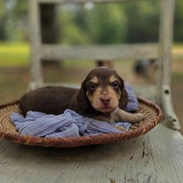Boy 1 - Chocolate and cream male Dachshund puppy in Minden, Louisiana from Ironwood Creek