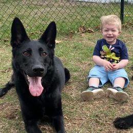 German Shepherd puppies from Runchkin Hill Farm and Kennel
