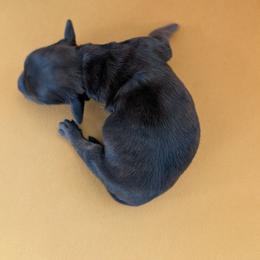 Willy - Red male Dachshund puppy in Barnard, Missouri from KB Doxies