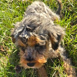 Angus - Merle male Cockapoo puppy in Lebanon, Kentucky from Mosaic Merle Doodles