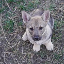 Hot Pink Female - Gray female Swedish Vallhund puppy in Minnesota from Maena Swedish Vallhunds