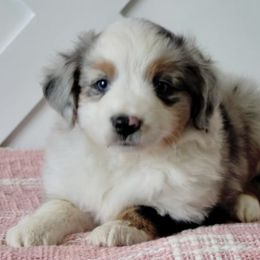 Miniature Australian Shepherds and Toy Australian Shepherds from Rockin H Aussies