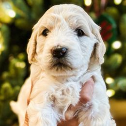 Ridge - Parti male Goldendoodle puppy in Merced, California from Old Lake Doodles