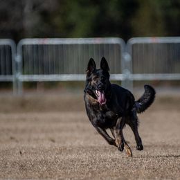 German Shepherd All Grown Up from Cerberus German Shepherds