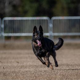 German Shepherd All Grown Up from Cerberus German Shepherds