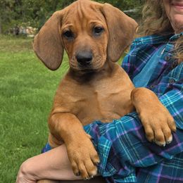 Teal Girl - Red wheaten female Rhodesian Ridgeback puppy in Hillman, Minnesota from Rhoxwood Kennel