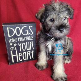 Boy 1 - male Miniature Schnauzer puppy in Fairhope, Alabama from Puppy Sugars Kennels