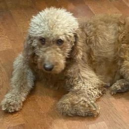 Goldendoodles from Waiting For Your Doodle