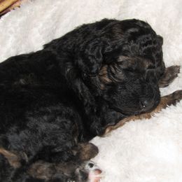 Della May (Light blue collar) - Phantom female Bernedoodle puppy in Brandon, Iowa from Willow Creek Farm