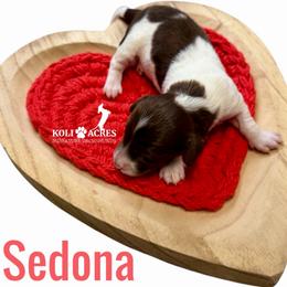 Sedona - Chocolate and tan female Dachshund puppy in Kemp, Texas from Koli Acres