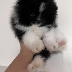 Chihuahua and Pomeranian Puppies from Pure hearts