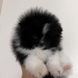 Chihuahua and Pomeranian Puppies from Pure hearts
