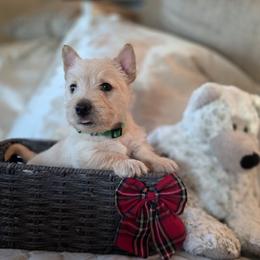 Green Collar- Male - Wheaten male Scottish Terrier puppy in Eva, Alabama from Schulte's  Scottish Terriers