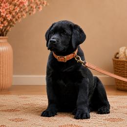 Labrador Retriever Puppies from van Dalen Labradors