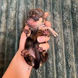 Female 2 (pink collar) - Wild boar and cream female Dachshund puppy in Modesto, California from Once Upon a Mini Dachshund