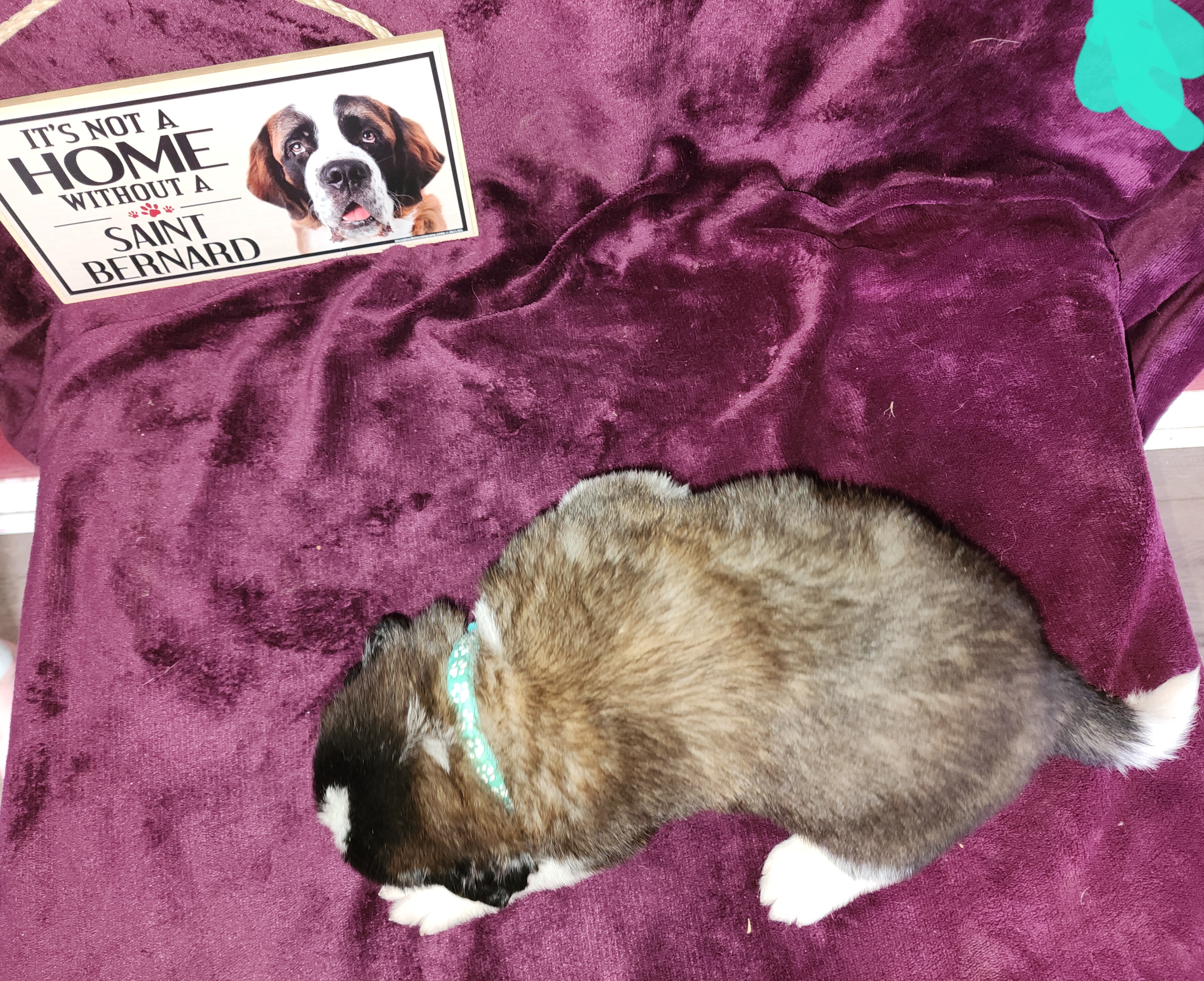 Saint Bernard Puppies from Tonya Tate's Saint Bernards