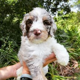 Aussiedoodle and Australian Mountain Doodle Puppies from Jagged Oaks Farm