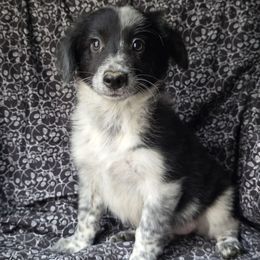 Fire - Black and white female Border Collie puppy in East Brady, Pennsylvania from Riverwood