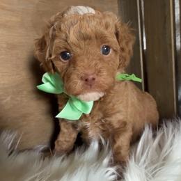Charm - Red  male Goldendoodle puppy in Decatur, Texas from Scherrer Sweet Goldendoodles
