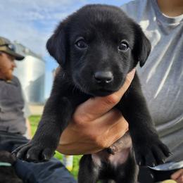 Blue Collar - Black male Labrador Retriever puppy in Boyd, Minnesota from Lindley Labradors