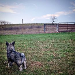 Siberian Husky Puppies from Wyant Farms