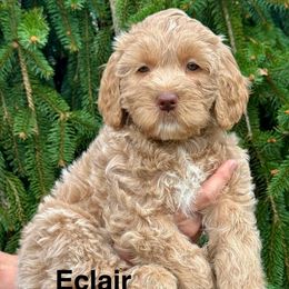 Eclair - Cream female Goldendoodle puppy in Newark, Ohio from Valleydayle Doodles and Wheatens