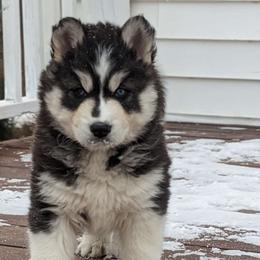 Kringle - Siberian Husky puppy from Wyant Farms