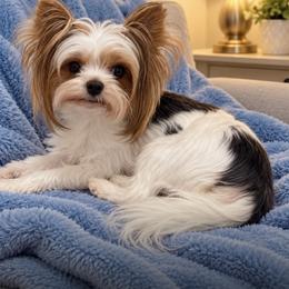 Katty - Biewer Terrier