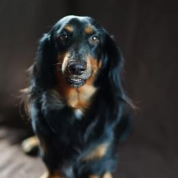 Weenie - Dachshund
