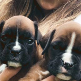 Boxer Puppies from MK Boxer Haven of CNY
