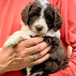 Fudge - Brown and white male Bernedoodle puppy in Royse City, Texas from Platinum Bernedoodles of Texas