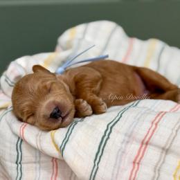 Lt blue collar BULLSEYE - Apricot male Goldendoodle puppy in Salem, Utah from Aspen Doodles