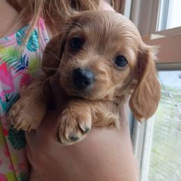 Champagne - Red female Dachshund puppy in Harrison, Arkansas from Dachshunds on the Hill