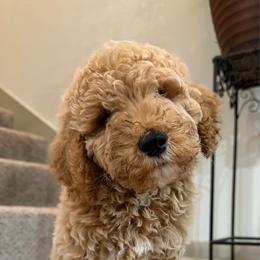 Homemade vanilla - Cream male Goldendoodle puppy in Humble, Texas from Kel's Tails Poodles & Doodles