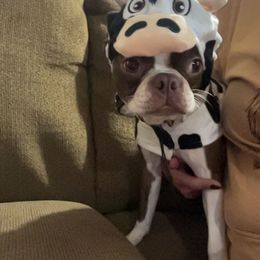 Luna - Boston Terrier