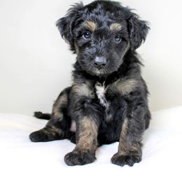 Aussiedoodle Puppies from Aussie Paws