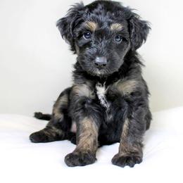 Aussiedoodle Puppies from Aussie Paws