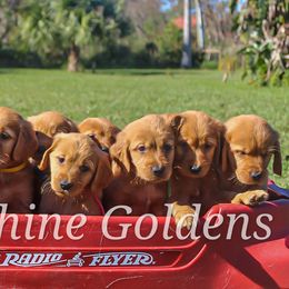 Golden Retriever Puppies from Sunshine Goldens