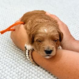 Orange boy - Red male Bernedoodle puppy in Waukesha, Wisconsin from Bernedoodle Boutique (and Cavapoos)