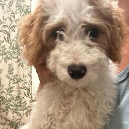 Reef- Brown Collar Boy - male Cavapoochon puppy in Clementon, New Jersey from PitterPatterPuppiesNJ