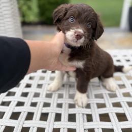Bordoodle Puppies from Borders of Eby Eden