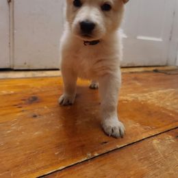 German Shepherd Puppies from Arctic Argonauts